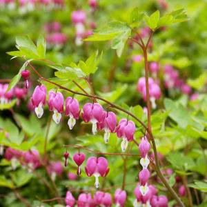 Cœur de Marie Dicentra spectabilis Rose (x1)